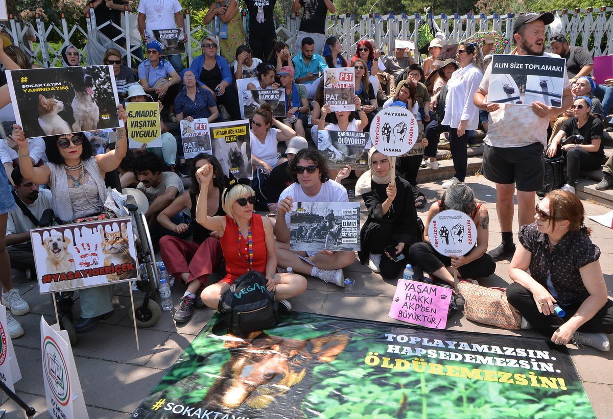 Köpekleri değil insanları uyutmak